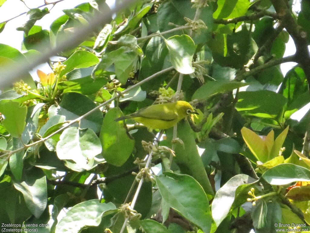 Lemon-bellied White-eyeadult, identification