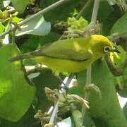 Lemon-bellied White-eye