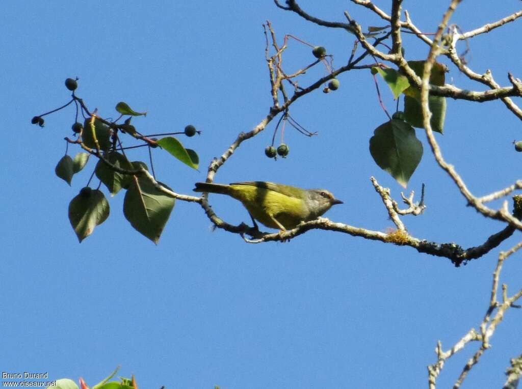 Mees's White-eye, identification