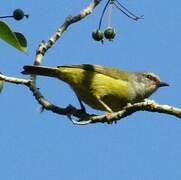 Mees's White-eye