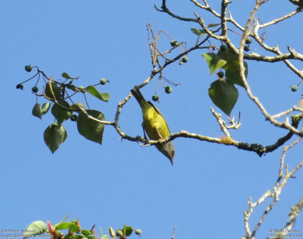 Mees's White-eye, identification, Behaviour