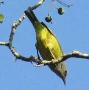 Mees's White-eye