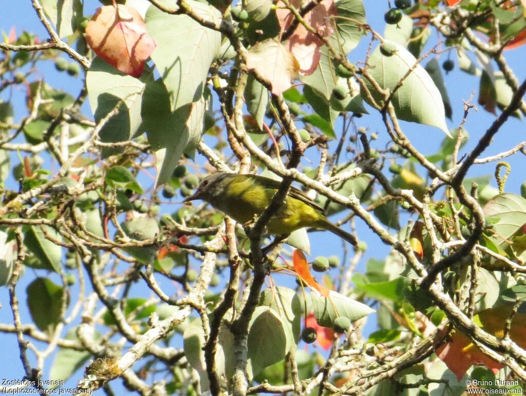 Mees's White-eye, identification