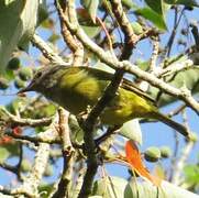 Mees's White-eye