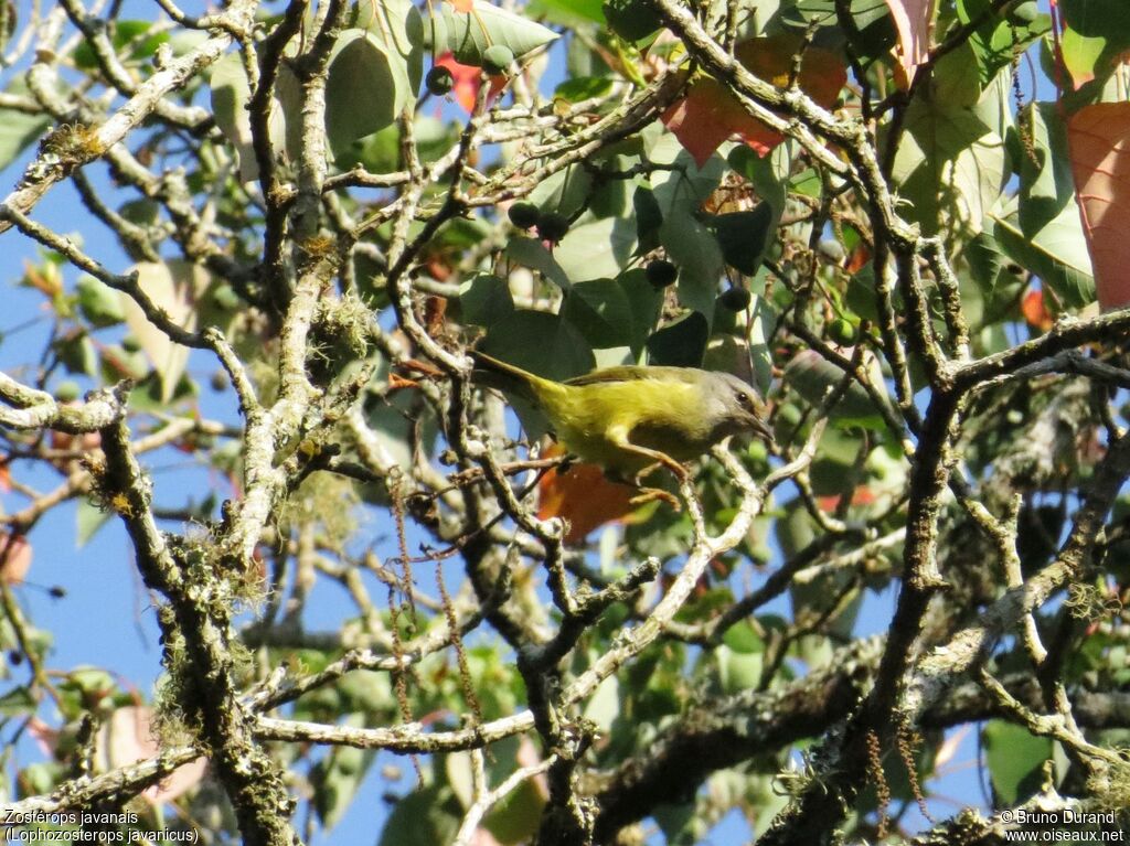 Mees's White-eye, identification, Behaviour