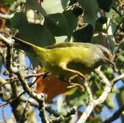 Mees's White-eye