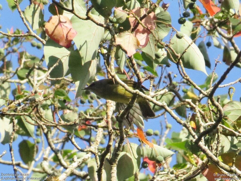 Mees's White-eye, identification