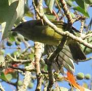 Mees's White-eye