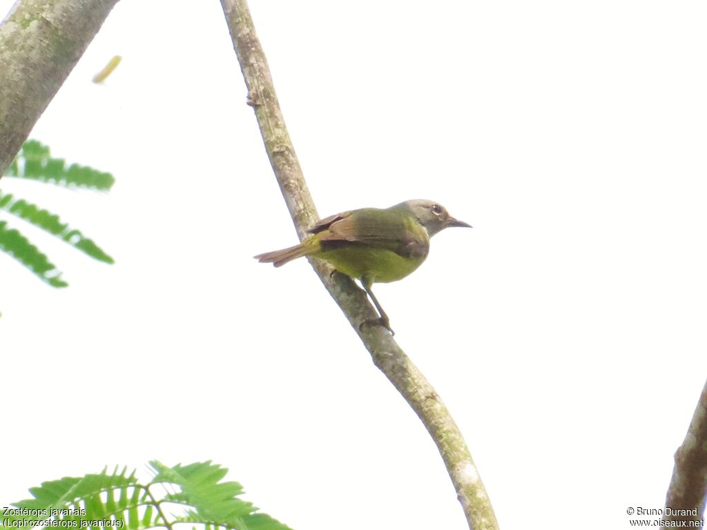 Mees's White-eye, identification