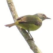 Mees's White-eye