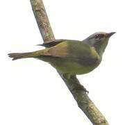 Mees's White-eye