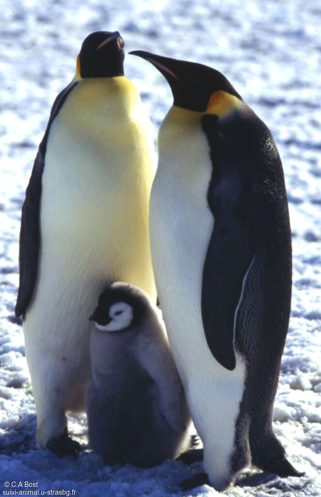 Emperor Penguin