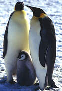 Emperor Penguin