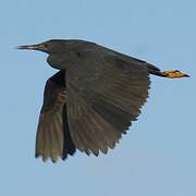 Black Heron