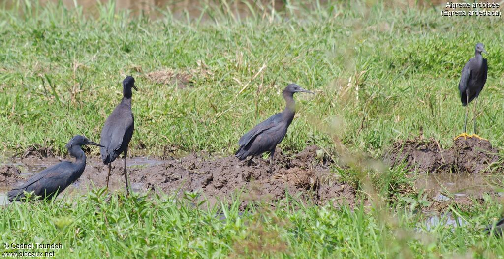 Black Heron, identification