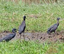 Black Heron