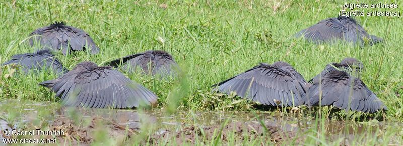 Black Heron, identification, feeding habits