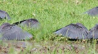 Black Heron