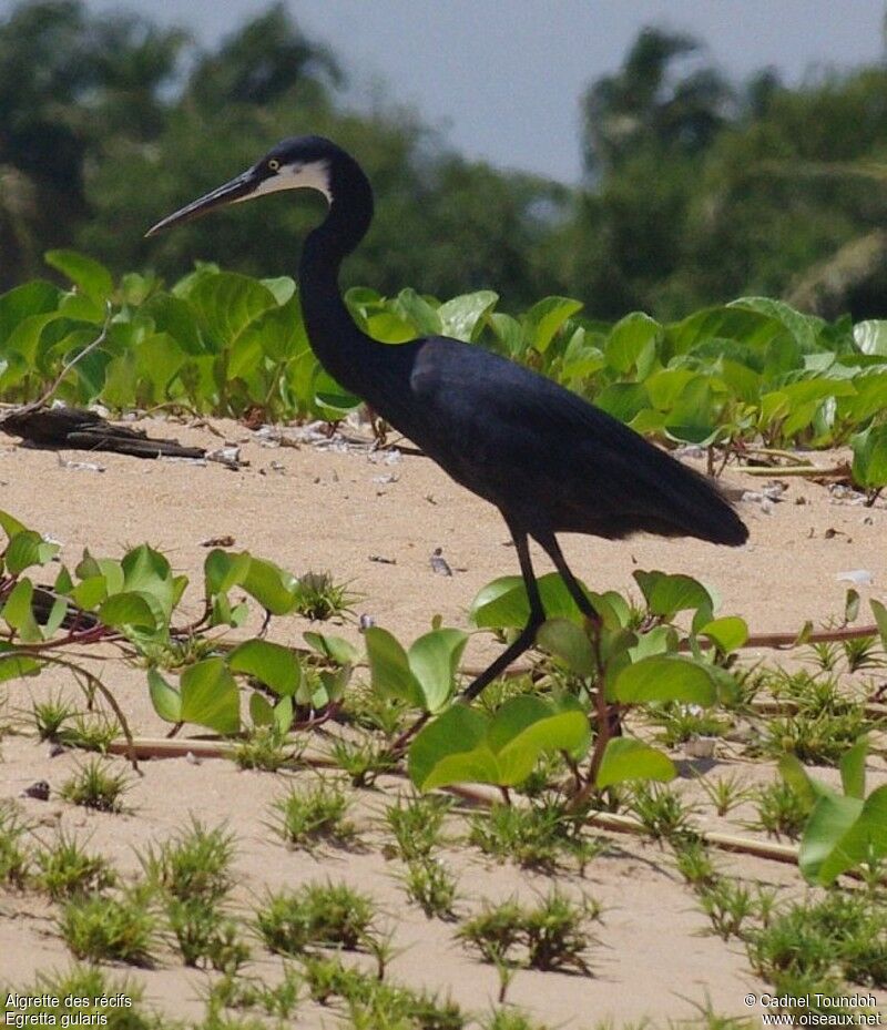 Aigrette des récifsadulte, identification