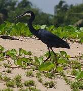 Western Reef Heron