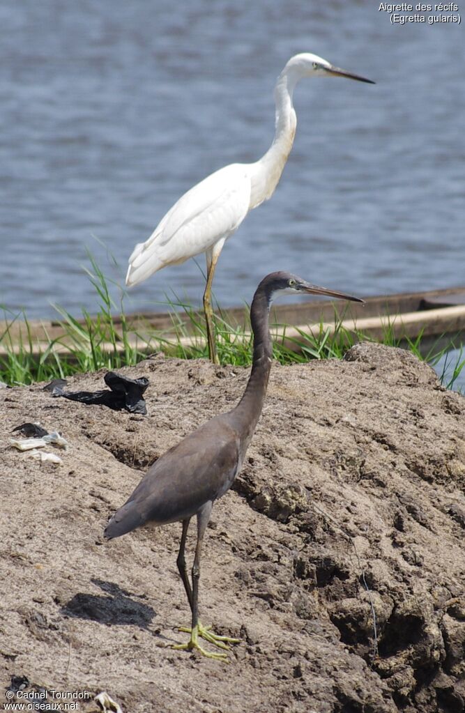 Aigrette des récifsadulte, identification