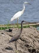 Western Reef Heron