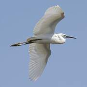 Aigrette des récifs