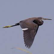 Western Reef Heron