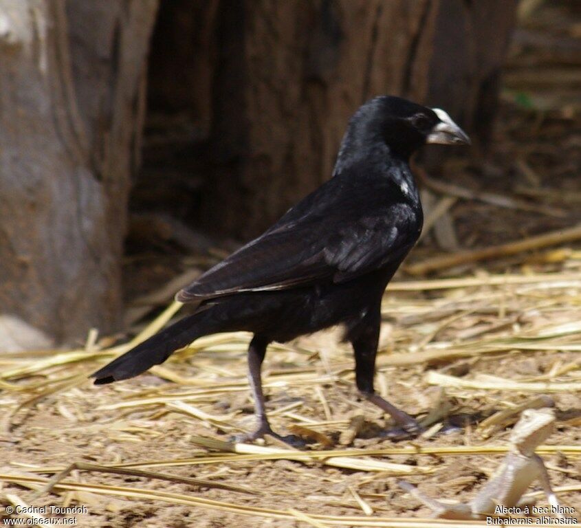 White-billed Buffalo Weaver male adult breeding, identification