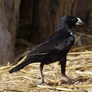 White-billed Buffalo Weaver