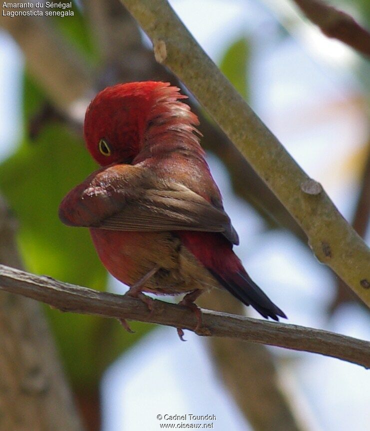 Red-billed Firefinch male adult breeding, identification