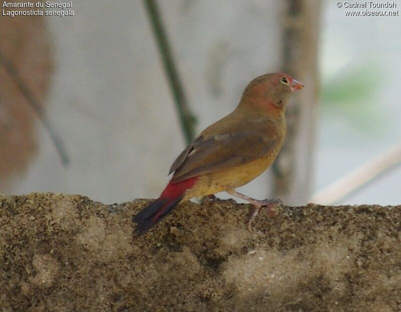 Red-billed Firefinch male immature, identification