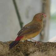 Red-billed Firefinch