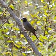 Black-faced Firefinch