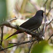 Black-faced Firefinch