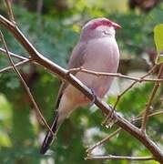 Black-rumped Waxbill