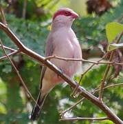 Black-rumped Waxbill