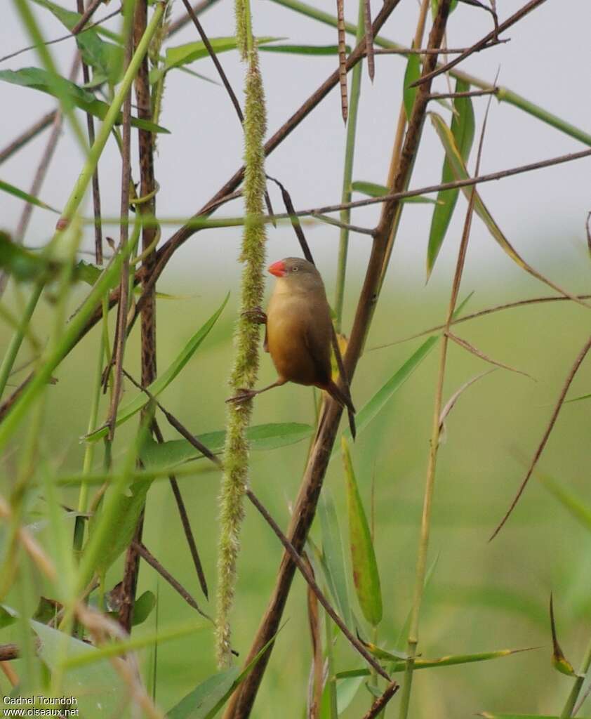 Astrild du Nigeradulte, identification