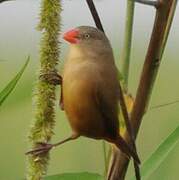 Anambra Waxbill