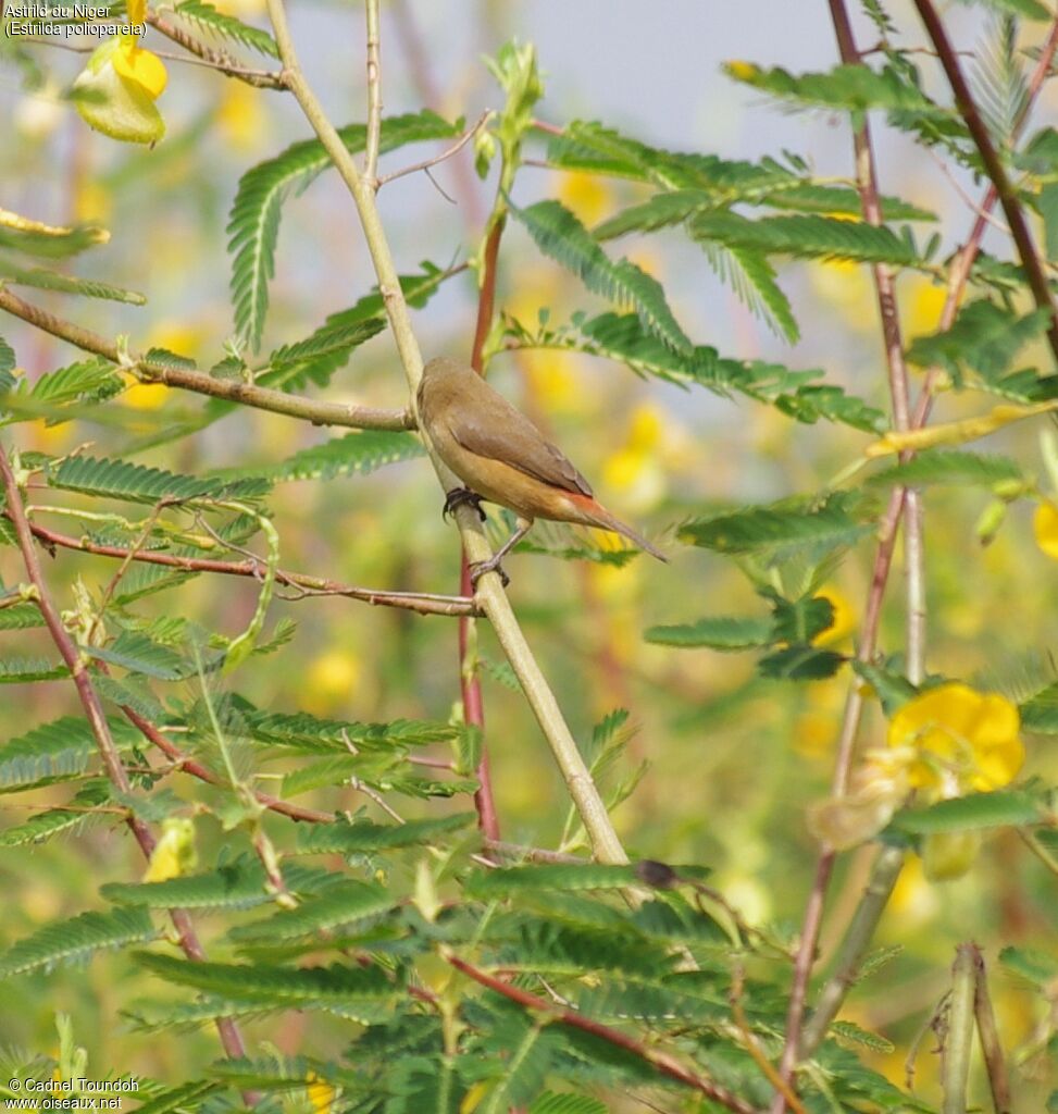 Anambra Waxbilladult, identification