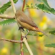 Anambra Waxbill