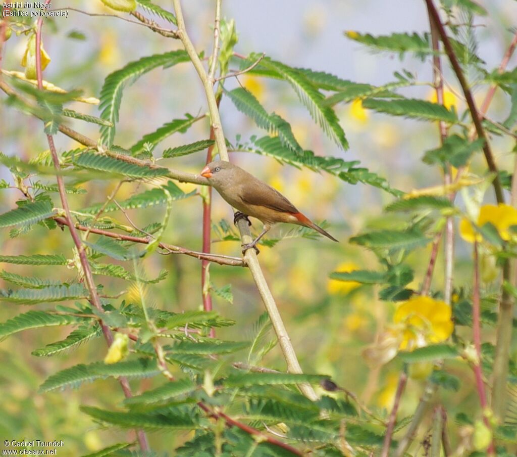 Anambra Waxbilladult, identification