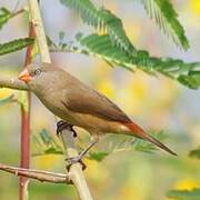 Anambra Waxbill