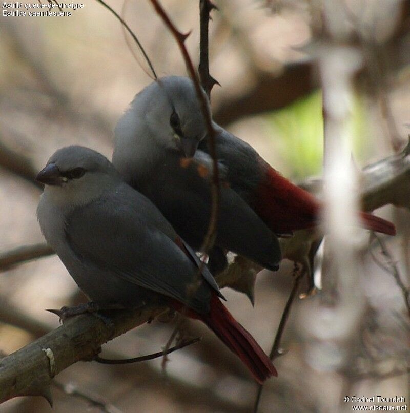 Lavender Waxbill adult, identification