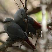 Lavender Waxbill