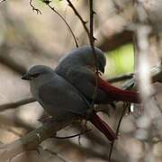 Lavender Waxbill