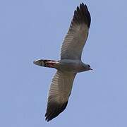 Dark Chanting Goshawk