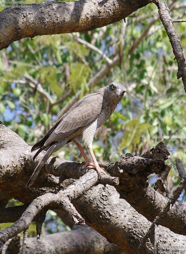 Dark Chanting Goshawkimmature, identification