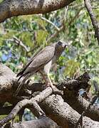 Dark Chanting Goshawk