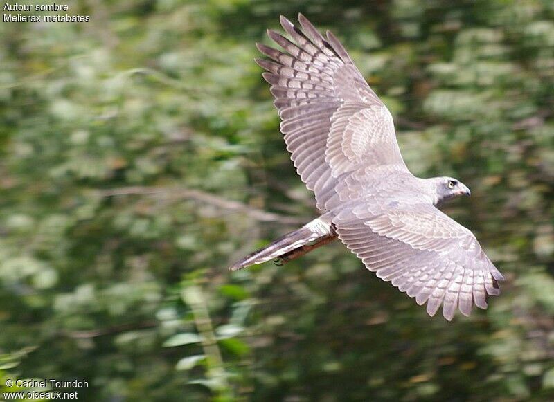 Dark Chanting Goshawkimmature, Flight